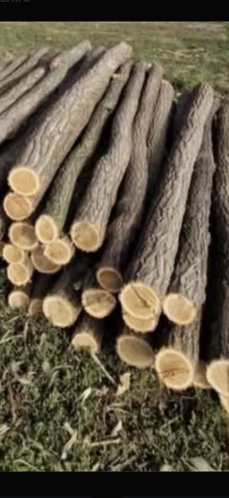 Stalpi salcam foarte rezistenți