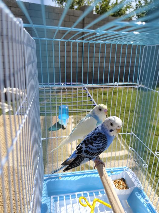 Попугай комплект  волнистый