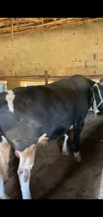 Курбандыкка 2 жасар букалар