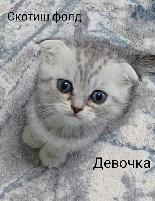 Продаю породистых котят дёшево