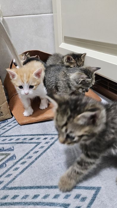 Котята ищут хозяев
