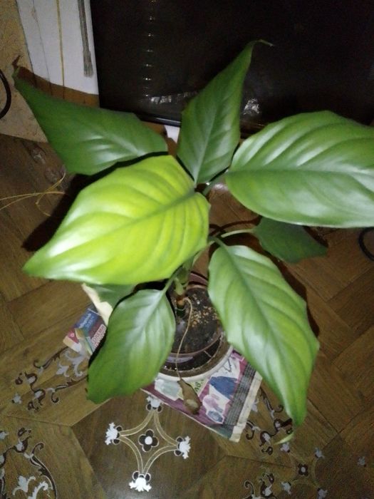 Спатифилум на три години