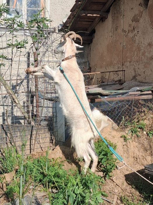Продавам кози малкото яре е на два месеца