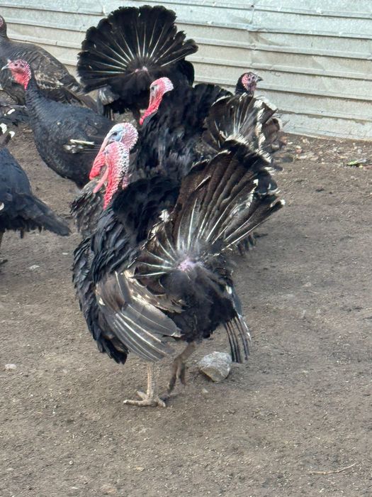 Индюк гибрид еты жаксы