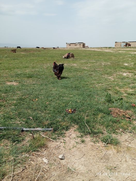 Брам питухи здоровые  молодые