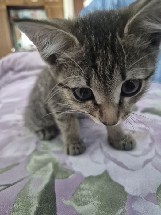 Подарю котенка мальчика