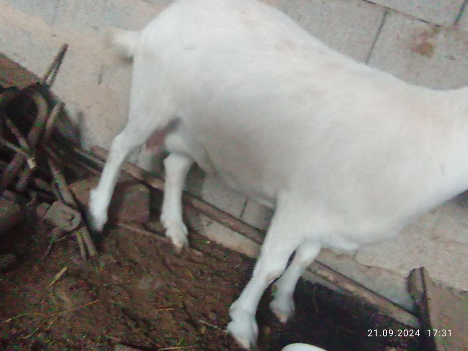 Зайнски 4 ешкі бағасын келісеміз