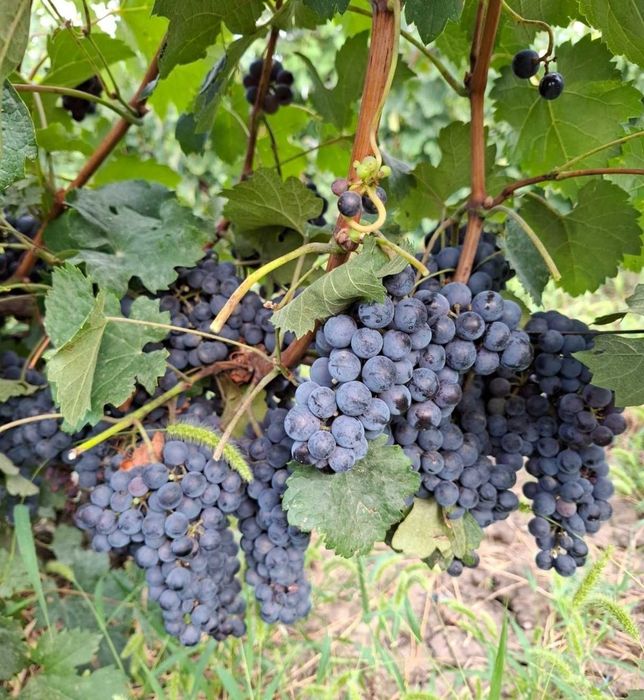 Vand struguri pentru vin și must
