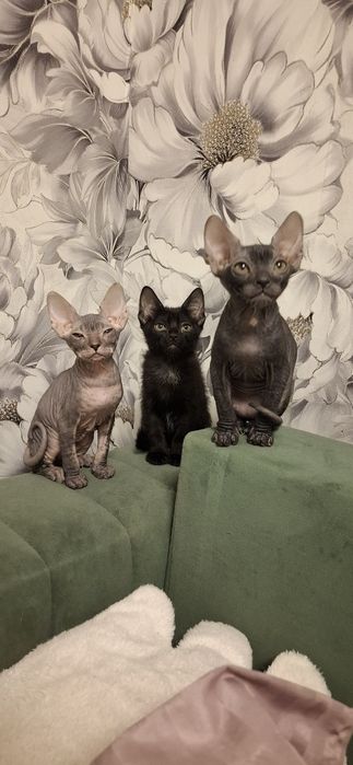 Котята донского сфинкса