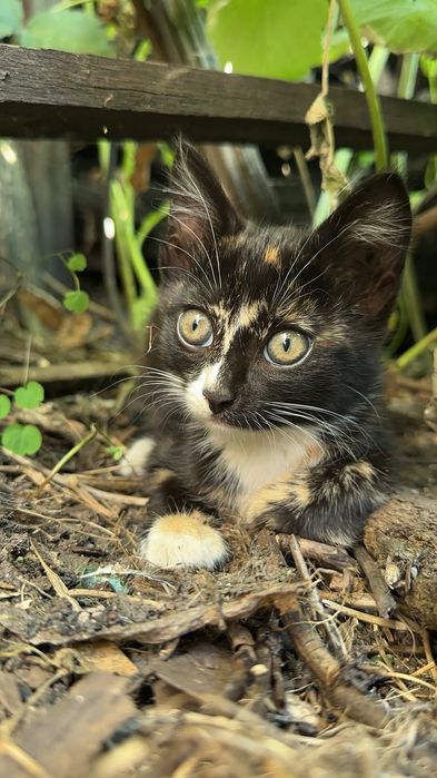 Дарю котят крысыловы