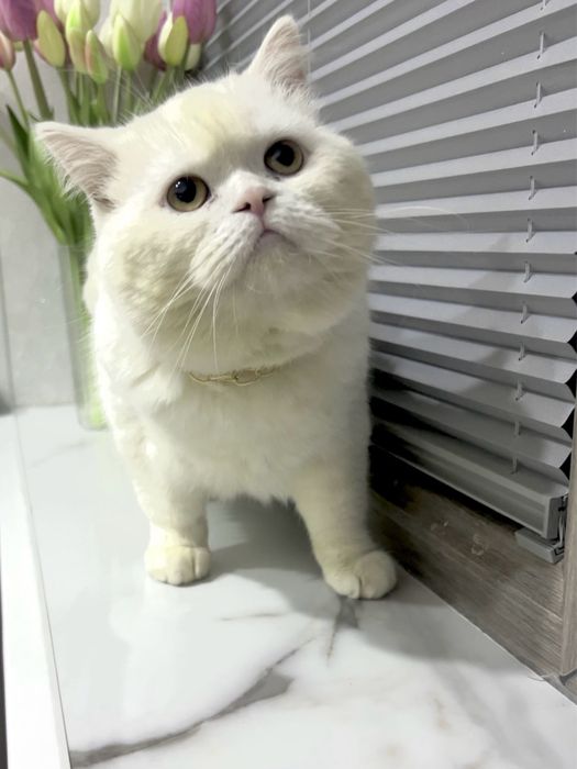 Britansky Gegant mushuk sotiladi