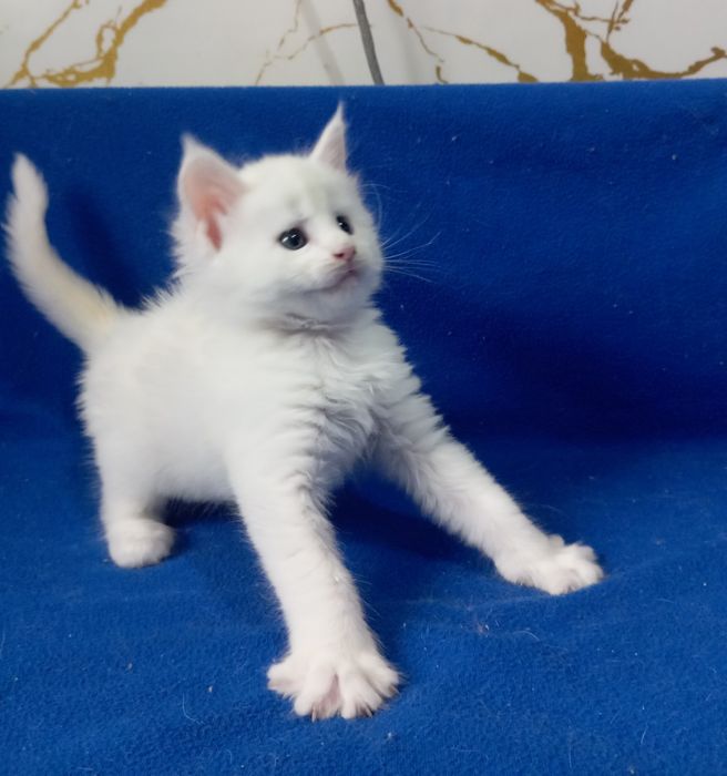 Мейн Кун котятки