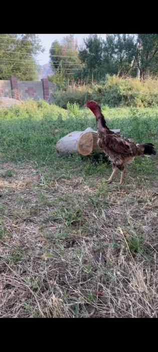 Бойцовский тауык и кораз