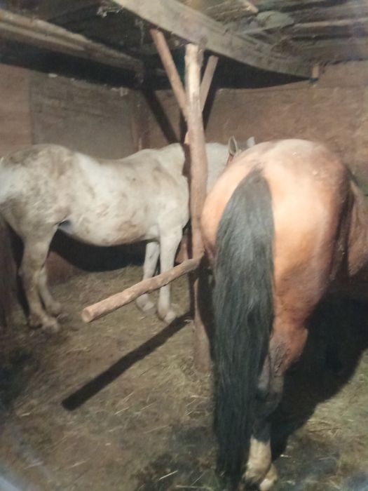 De vânzare cai o mânză și o iapă