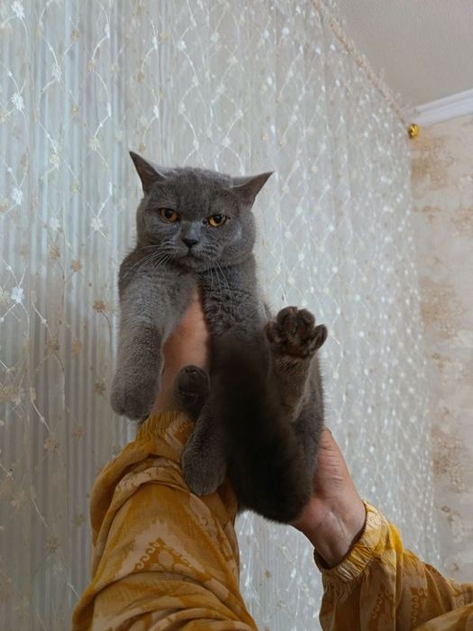 скоттиш страйт кулранг мушук