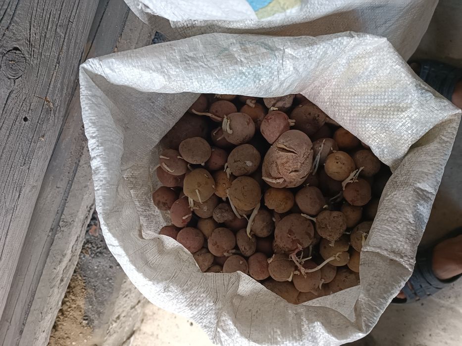 Семена картошки домашние