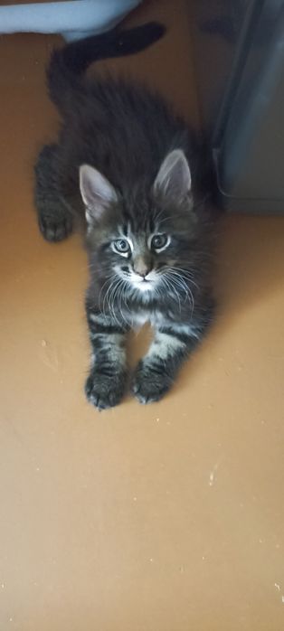 Продам котят Мейн куна