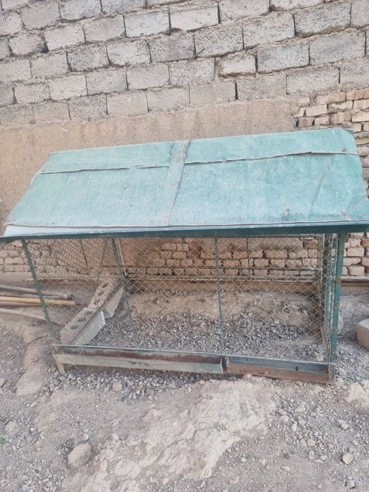 Tovuq katak sotiladi