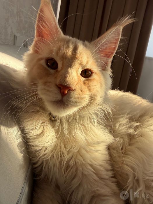 Main coon мальчик