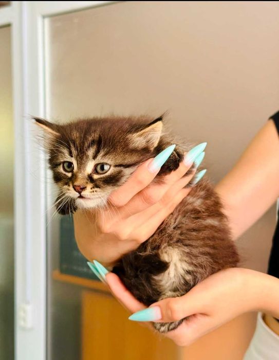 Отдам в добрые руки котят