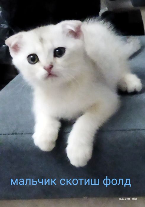 Котята серебряная шиншилла