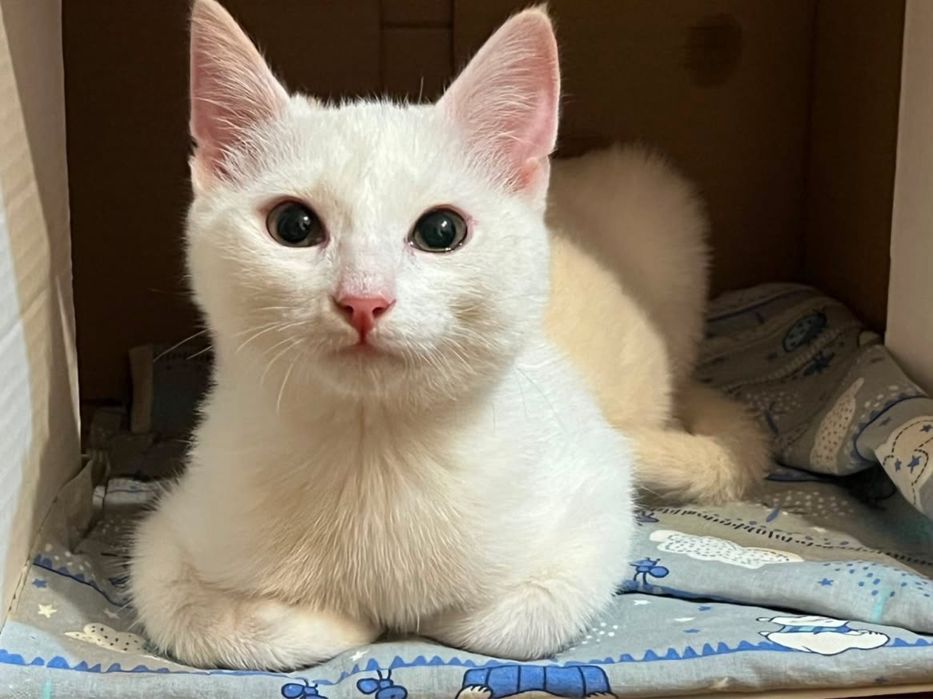 Отдам котенка в добрые руки