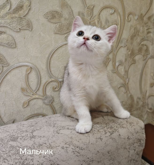 Британские котята
