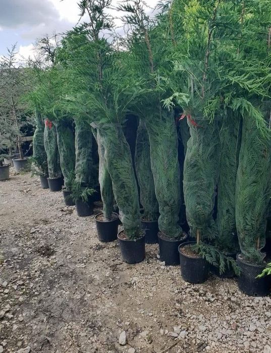 Gard viu Catalpa Leylandii Chiparos  Mesteacăn