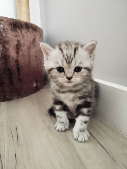 Котята Scottish Straight