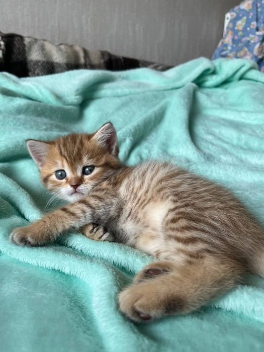 British shorthair mascul disponibil
