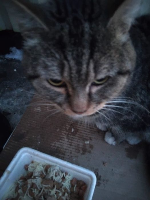 Котик подросток!