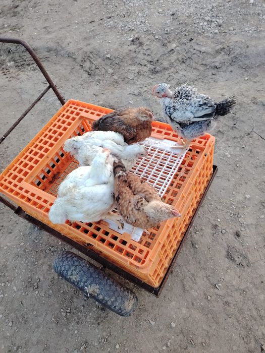 Puii albi de carne și rasa mixta