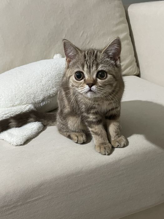 котенок шотландской породы девочка