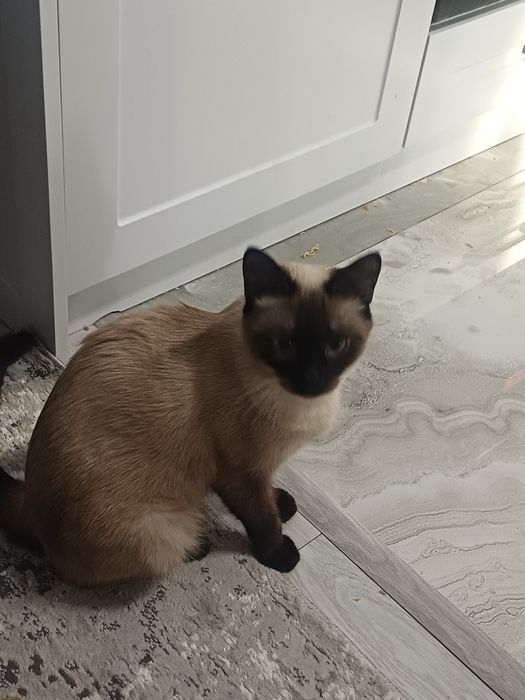 Отдам кошку в добрые руки