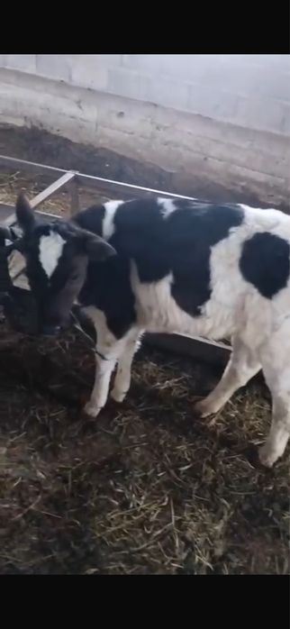 Бузаулы сиыр сатылады