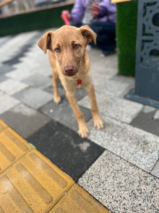 Пристраивается в добрые ручки