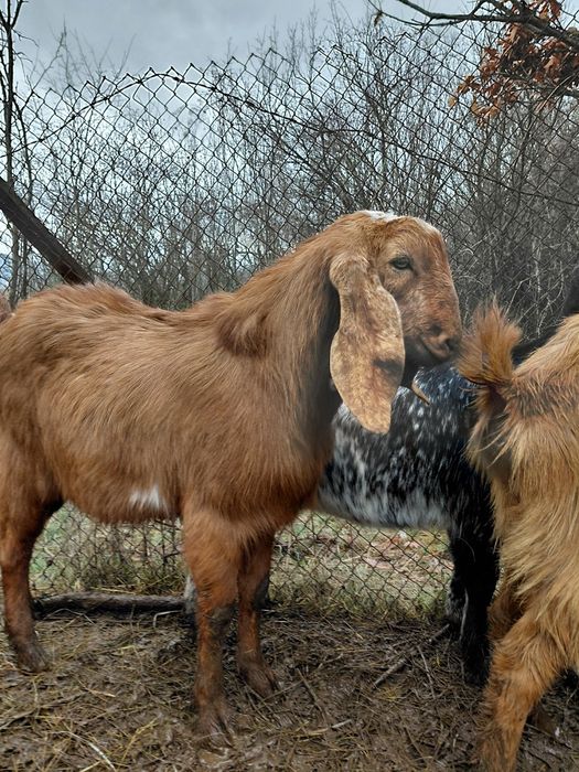 Пръч, неми патици