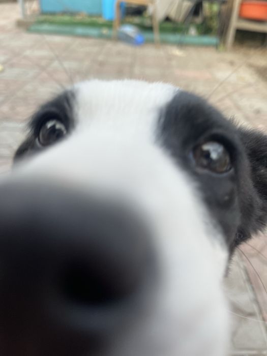 щеночек (девочка)