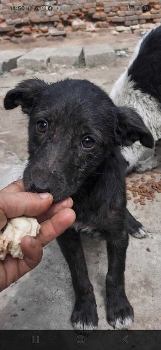 Подарявам малки слънца