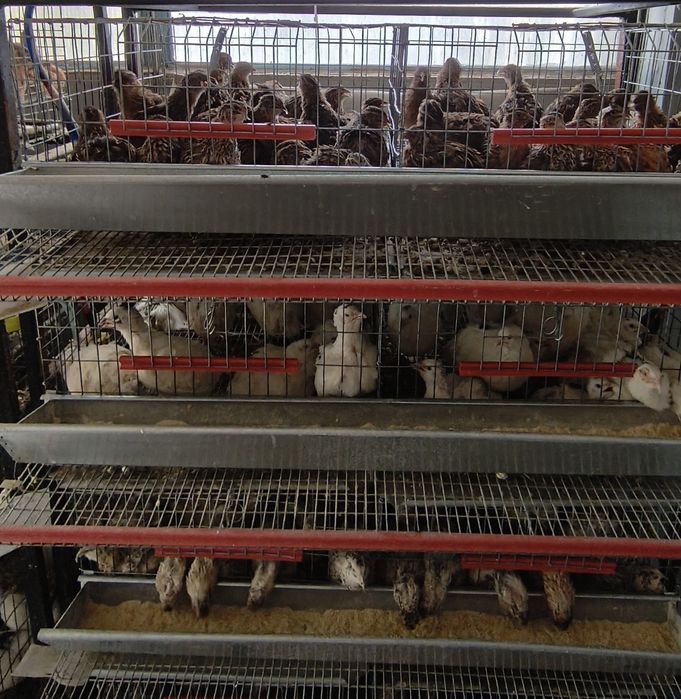 Vând prepelite ouătoare