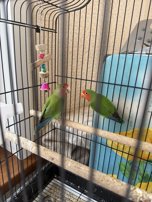 Попугай + клетка