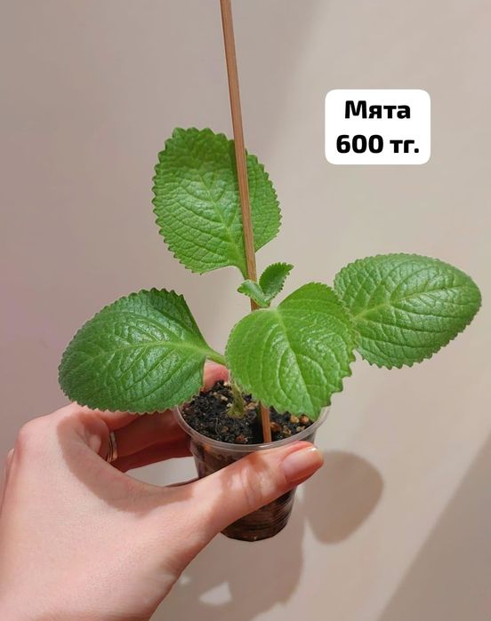 Мята комнатная в продаже