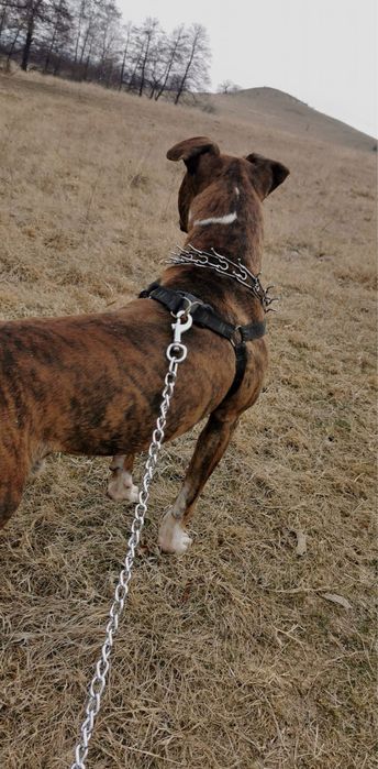 Caine rasa Amstaff