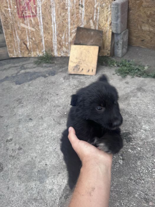 щенята овчарки 7 шт