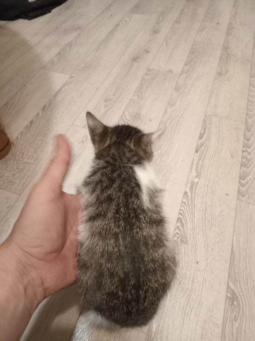 Отдам даром котят