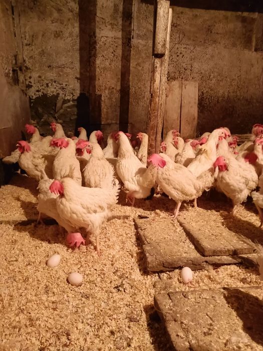 Куры поросята с доставкой