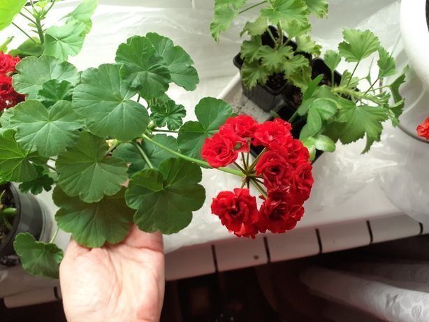 Жудда чиройли Геран гуллар сифатлиси. Геран Цветок шикарная Прадается