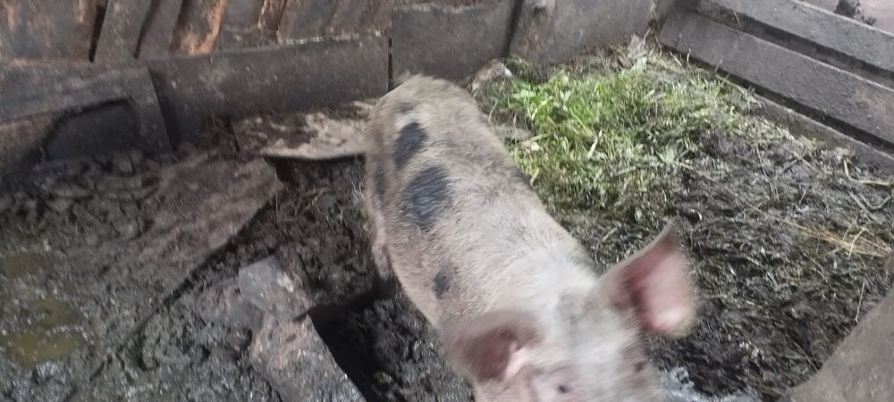 Продам сими месячных парамят