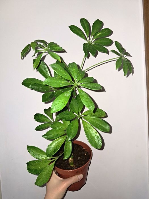 Шеффлера Мохито.