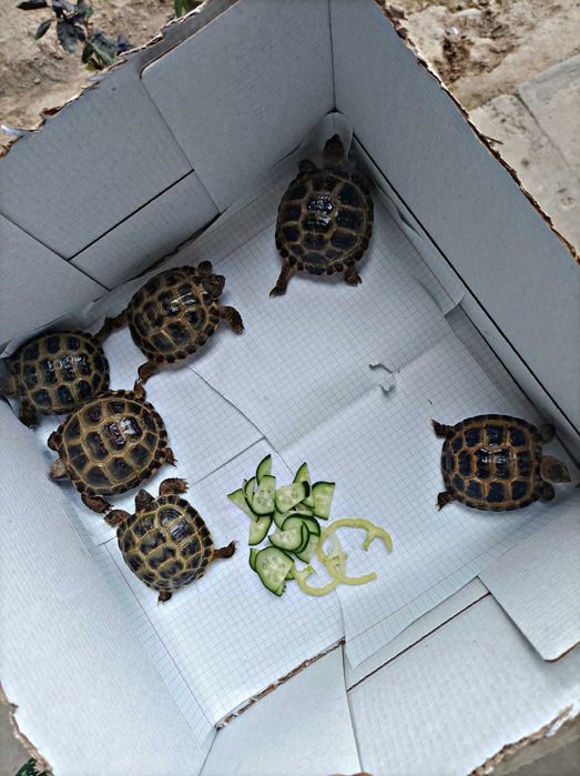 Toshbaqa bolasi sotiladi!